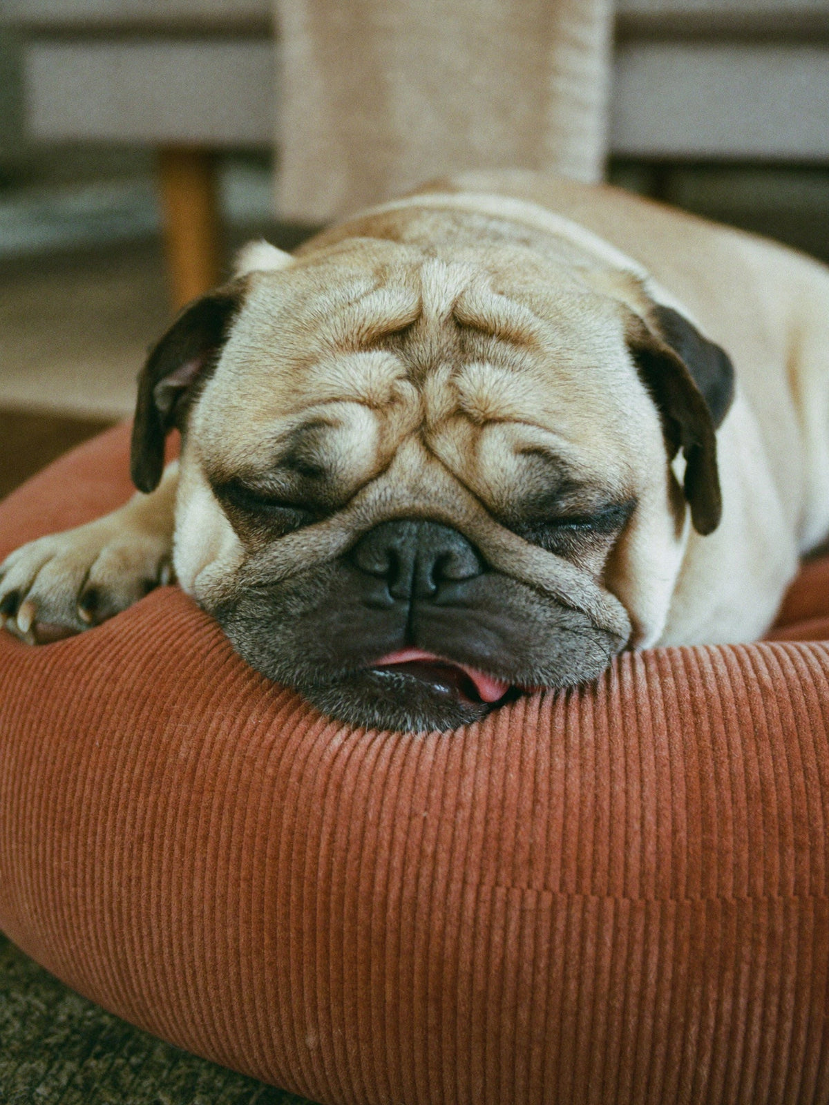 Sleeping pug resting its chin on the edge of a rust-colored corduroy dog bed