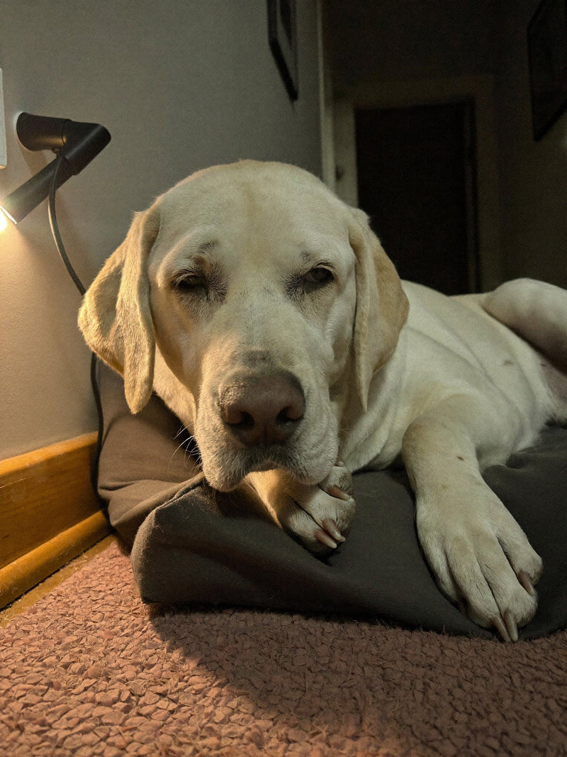 Pale labrador lying on a dark grey dog bed in a dimly lit room, head resting on its paw