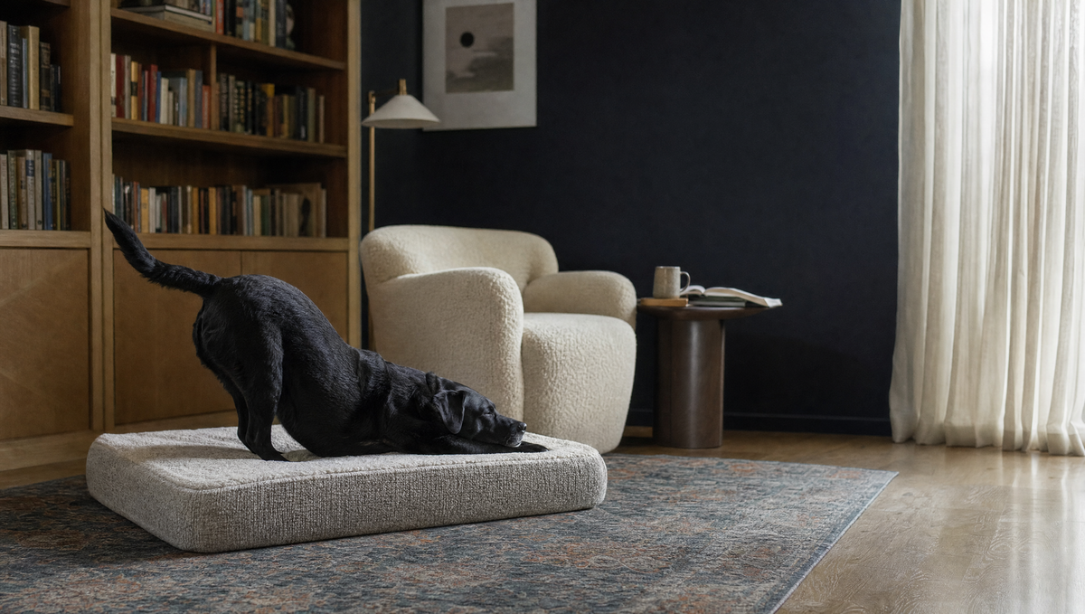 A black Labrador stretching, front legs forward and hips up, on a cushion dog bed in a library living room