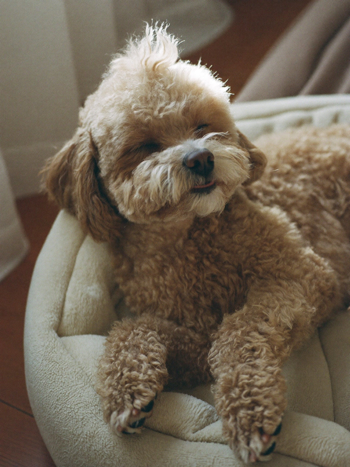 Curly apricot dog dozing in a round cream dog bed