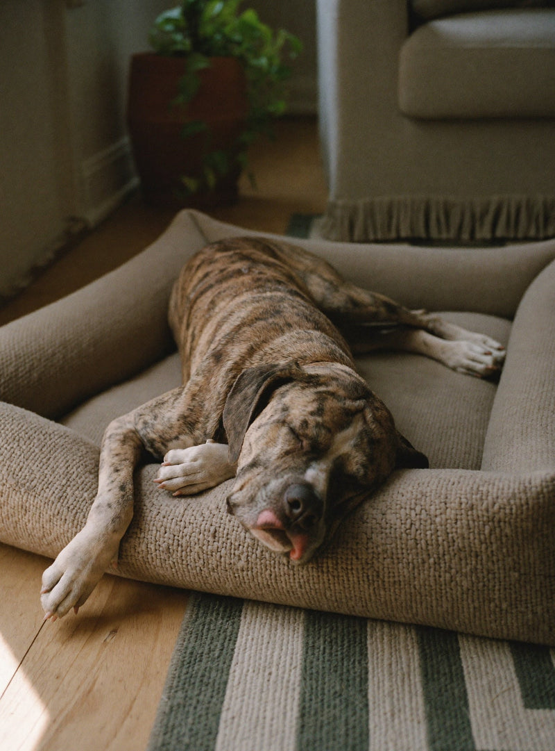 Brindle dog asleep on its side on a tan cushion dog bed in a sunny living room