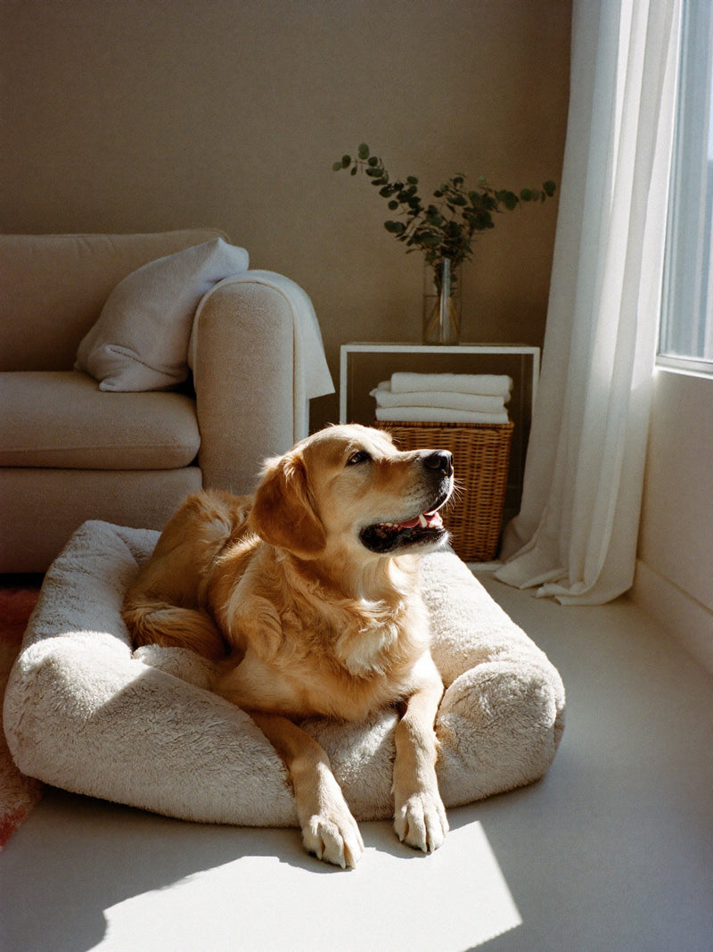 Golden retriever resting on a fluffy cream dog bed in a bright living room beside an open window