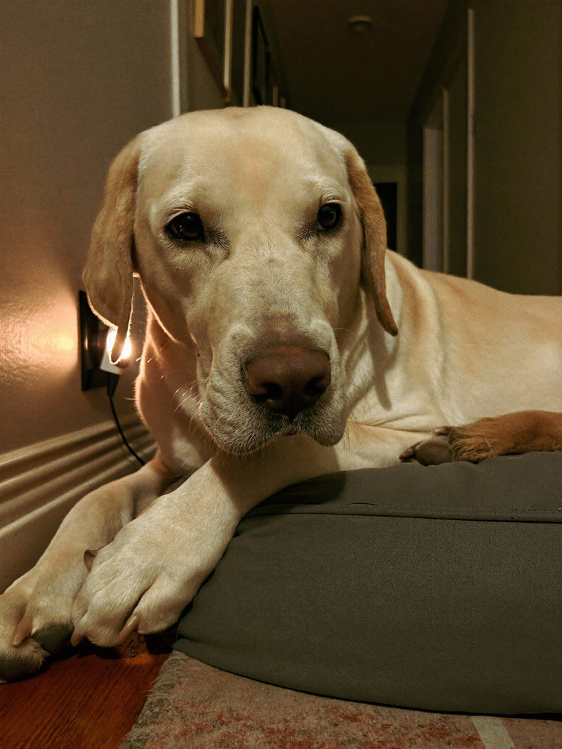 Older yellow labrador resting beside a small night light in a dim hallway