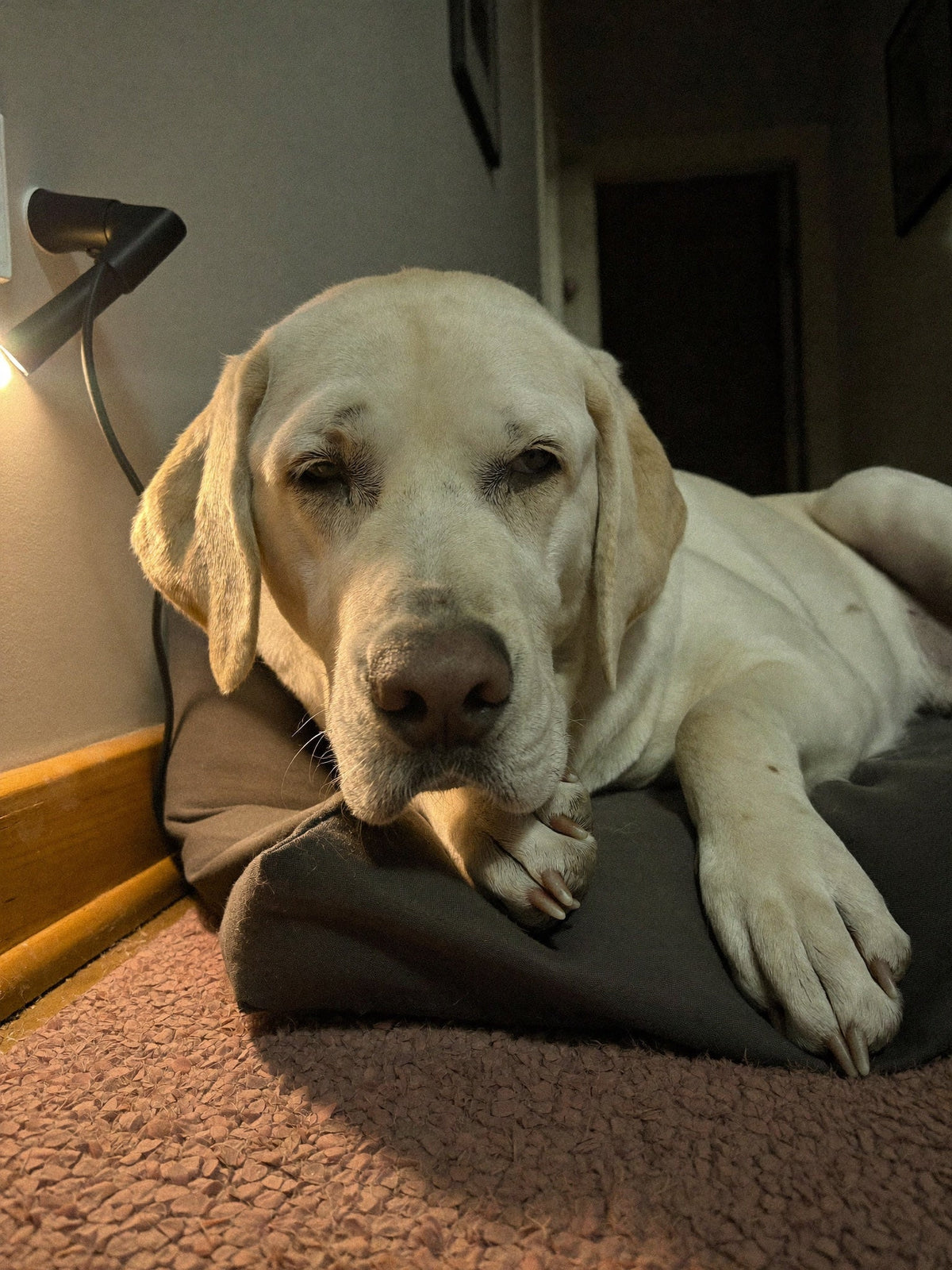Pale labrador lying on a dark grey dog bed in a dimly lit room, head resting on its paw