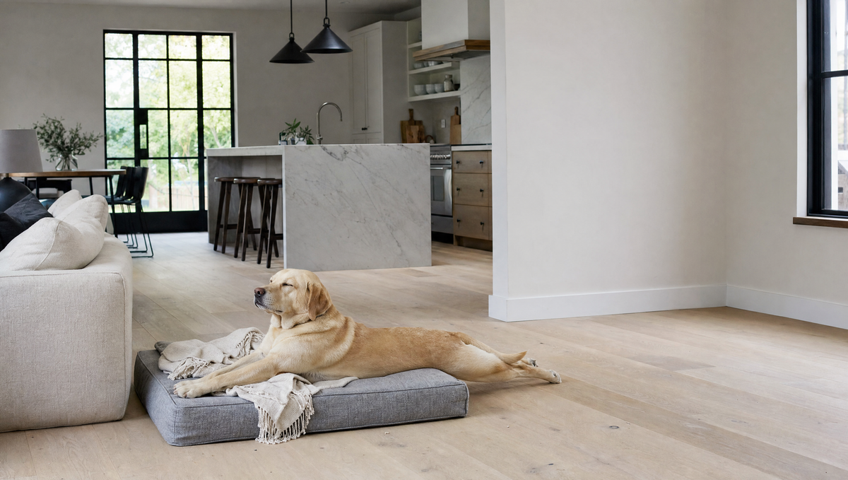 A yellow Labrador stretched out on its cushion dog bed in a bright open-plan home